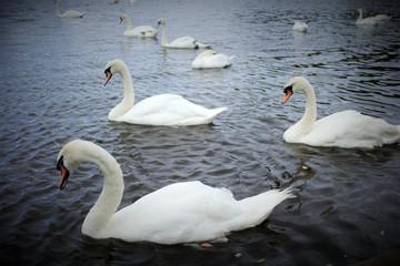 White swans on the lake in Lilinthgow, Scotland