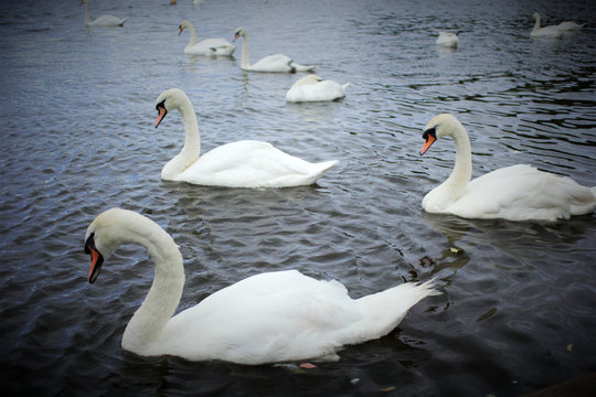 White swans on the lake in Lilinthgow, Scotland