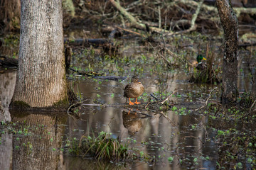 Female mallard duck sits in a wetland area with it's reflection in the clear water beneath. 