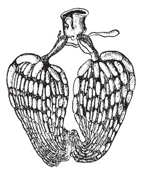 Ovarian insect, vintage engraving.