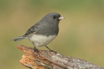 Junco On A Stump
