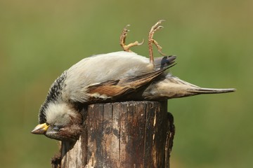 Dead House Sparrow (Passer domesticus)
