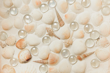 lot cockleshells arranged in a row