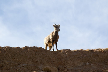Bighorn Sheep