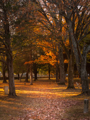 Fall Trail through National Battlefield Cemetery