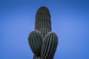 View of cactus against blue sky