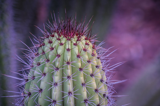 Closeup view of purple cactus thorns