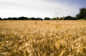 Wheat field