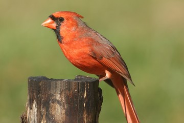 Male Cardinal On a Stump
