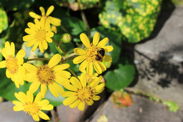 ツワブキの花の蜜を吸うオオハナアブ