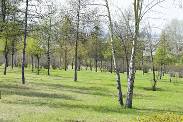 green lawn in the park