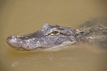 Swamp Resident