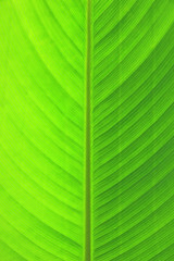 Green leaf texture