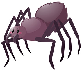 Wild spider on white background
