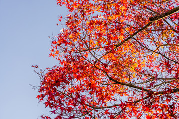 Beautiful Colorful Autumn Leaves