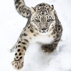 Snow Leopard on the Prowl VI