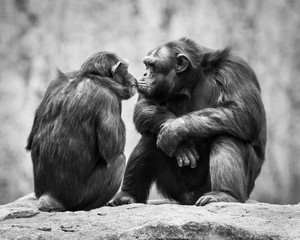 Chimpanzee Pair - Powered by Adobe