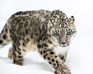 Snow Leopard on the Prowl IV