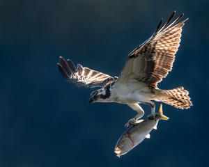 Osprey in Flight With Catch VI