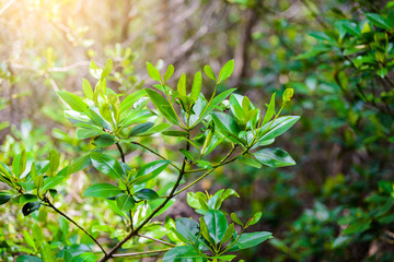Rhizophora mucronata Leaves