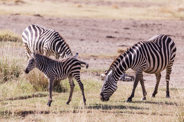Fototapeta na wymiar Family of zebras on the savannah in Masai Mara Kenya