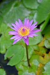 Purple Lotus