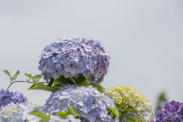 Blue Hydrangea Flower