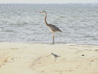 heron and seagull by the bay