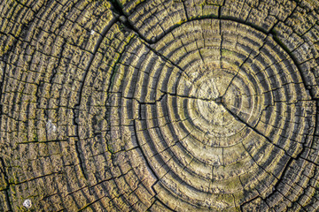 Fototapeta premium Wood texture background