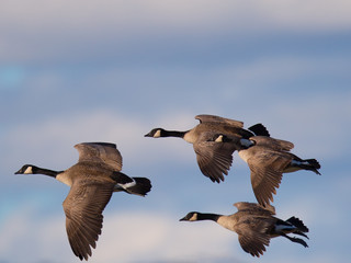 Canada geese flying together, seen in the wild near the San Francisco Bay