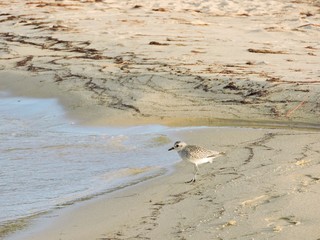 bird by the bay