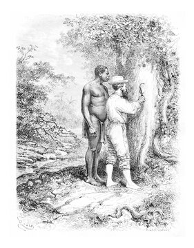 Carving Initials on a Tree in Oiapoque, Brazil, vintage engravin