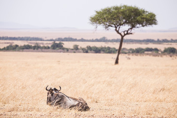wildebeest in Masai Mara National Park in Kenya Africa