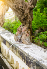 monkeys (crab eating macaque) grooming one another.