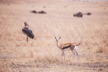 Obraz na płótnie Canvas thompson gazelle in Masai Mara Kenya, Africa
