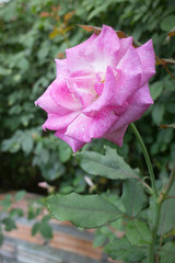 Violet rose bush in the garden