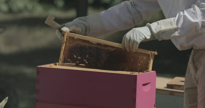 Beekeeper removes a frame of honeycomb from a beehive while checking honeybees.