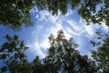 Silhouette of big trees with sun corona on blue sky
