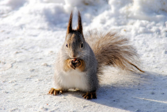 A gray squirrel sits on the white snow and gnaws nuts 