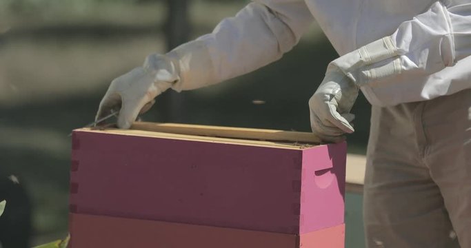 Beekeeper places a frame of honeycomb into a beehive while checking honeybees.