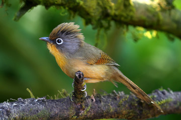 Spectacled barwing bird is standing on a branch in the forest.(Selective focus)