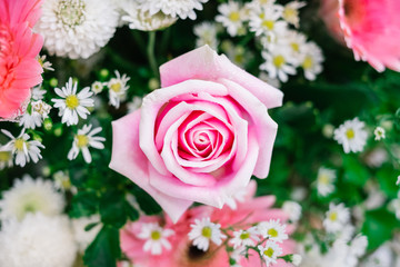 Pink rose close up. flowers background