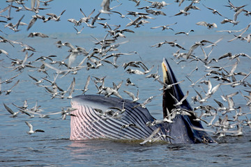 Bryde’s whales spotted off  in the Gulf of Thailand  Extraordinarily exciting ,The Bryde's whale...