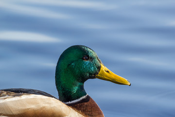 male mallard on the water Burnaby Canada