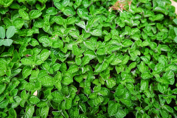 peppermint,mint plant grow at vegetable garden