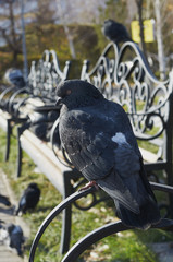 Fototapeta premium dove on sitting on bench in autumn city park