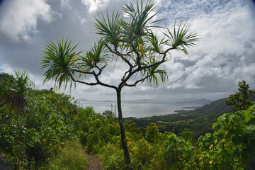 Fototapeta na wymiar Tree on top of the mountain overlooking the ocean