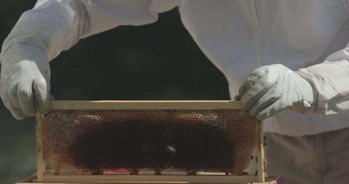 Beekeeper places a frame of honeycomb into a beehive while checking honeybees.