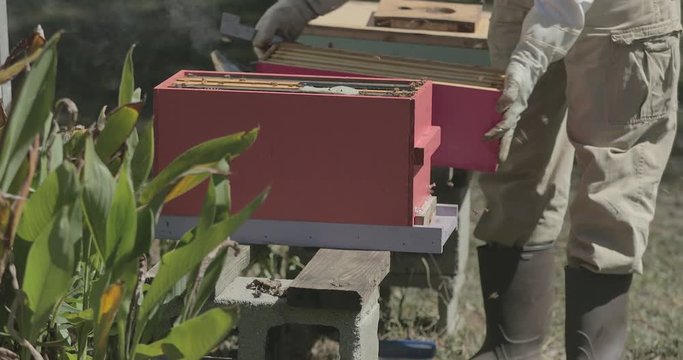 A beekeeper works with beehive and honeybee equipment while checking bees.