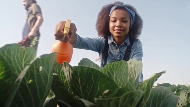 Low angle shot of young African woman foliar feeding cabbages in garden
